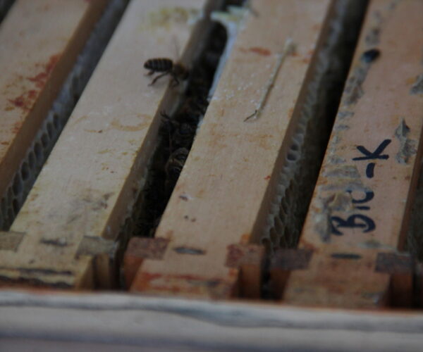Biene_3